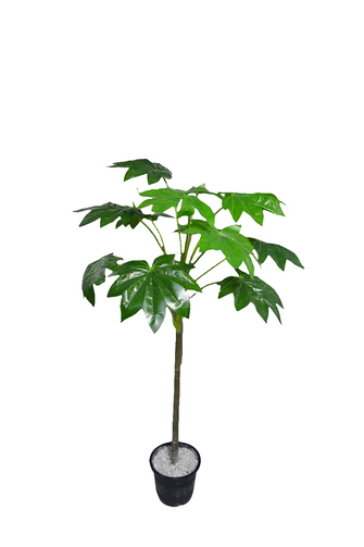 Artificial Papaya Leaves plant 12 branches Height 100 CM