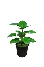 Artificial Leaves plant 12 branches Height 35 CM
