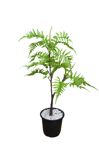 Artificial Green pala ply Leaves plant Twin stem Height 65 CM