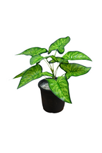 32 cm Artificial lily  leaves plant 9 Branches