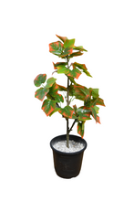 Artificial  53 CM Real touch feel Leaves plant 3 branches Height