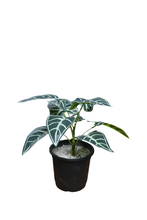 32 cm Artificial lily  leaves plant 9 Branches