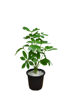 Artificial  46 CM Real touch feel Leaves plant 12 branch
