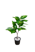 Artificial Green Leaves plant 2 branches Height 65 CM