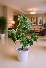 Artificial  53 CM Real touch feel Leaves plant 3 branches