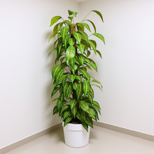 Artificial Plant without Pot - 59- Height (6 Feet)