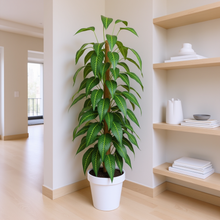 Artificial Plant without Pot - 61- Height (6 Feet)