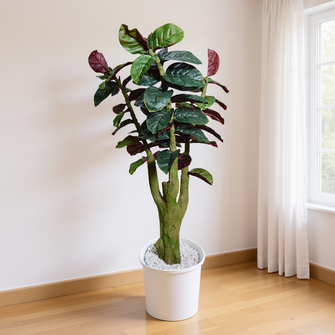 Artificial Green Rubber Plant 4 feet Natural look  Stem (Without pot)
