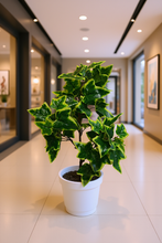 Artificial  53 CM Real touch feel Leaves plant 3 branches