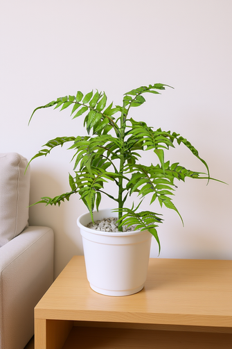 Artificial Green palaply Leaves plant single stem Height 35 CM