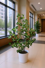 Artificial croton Leaves plant 3 branches Height 95 CM