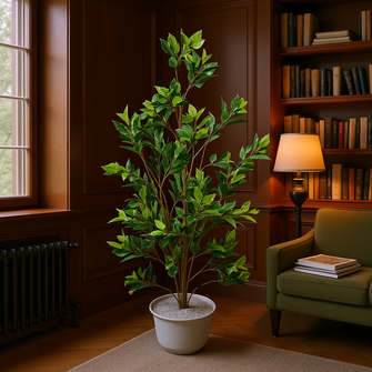 Sharp Ficus Plant – 5 Feet