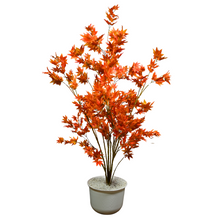 Autumn Maple - 5 feet