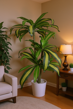 Artificial Dracaena plants 5 feet height (  set of 3 )