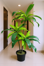 Artificial Dracaena set of 3 plant  5 feet height