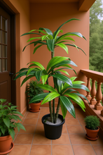 Artificial Dracaena set of 3 plant  5 feet height