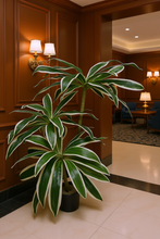 Artificial Dracaena set of 3 plants  5 feet height