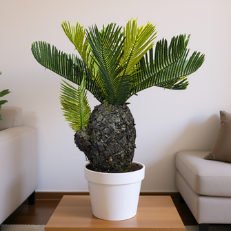 Cypress Bonsai