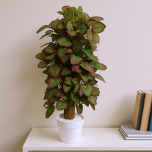 Artificial Plant without Pot - 53- Height (2 Feet)