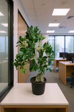Artificial Rubber plant height 2 feet