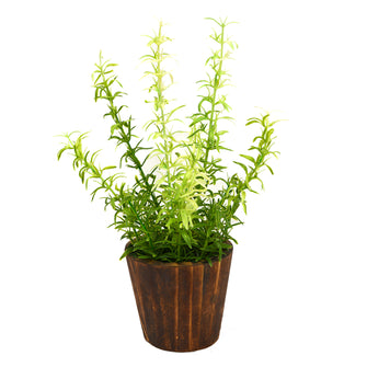 Artificial Plant Asparagus in small round wood pot