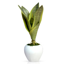 Artificial Snake Plant in Small Apple Pot (Height : 21.5 cm )