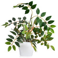 Artificial Ficus branches in Onyx pot (Height : 40 cm)