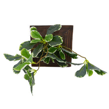 Artificial Green Wall Ficus plant Hanging Panel (20 cm X 20 cm )