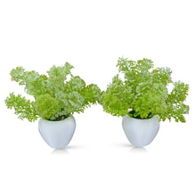 Artificial Corriender Plant in Small Apple Pot (Set of 2)