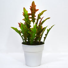 Artificial Plant Spring Feather in Pot (Height : 35 cm)