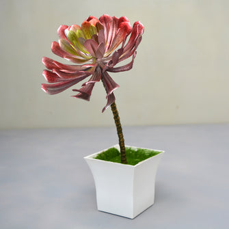 Artificial Tree Aeonium succulent in Ruby pot ( Height 25 cm )