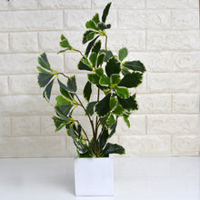 Artificial Ficus Premium  Leaves in white pot ( Height 42 cm )