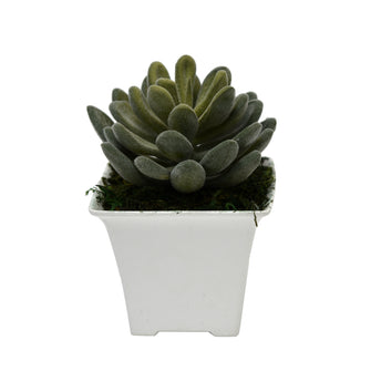 Artificial Succulent jewel leaf plant in small pot ( Height 11 cm )
