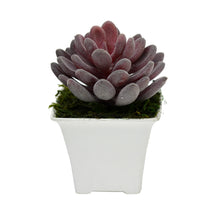 Artificial Succulent jewel leaf plant in small pot ( Height 11 cm )