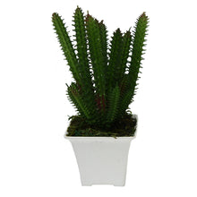 Artificial Succulent Spike Cactus Plant in pot (Height 19 cm )
