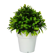 Artificial Topiary Plant Leave in Pot ( Height 20 x Width 18 cm)