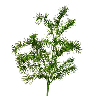 Artificial Asparagus Fern Grass Bunch (Height : 50 x Width : 22 cm)
