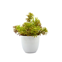 Artificial Plant Corriender in Small Pot