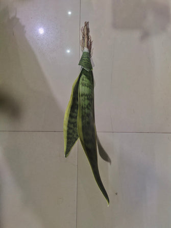 Artificial Snake plant long