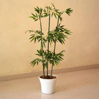 Bamboo single stick without pot (4 feet )