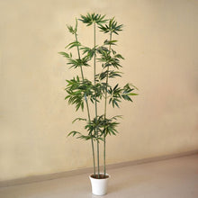 Bamboo single stick without pot (6 feet )