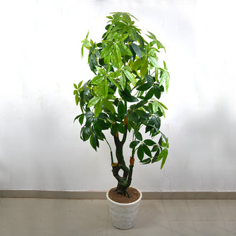 Artificial Schefflera Trunk plant AK (Height : 5 feet)
