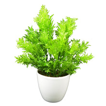 Artificial Plants Parsley Leaves in White Round Pot