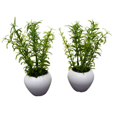 Artificial Aspiragus Plant (set of 2)  With Small Apple Pot